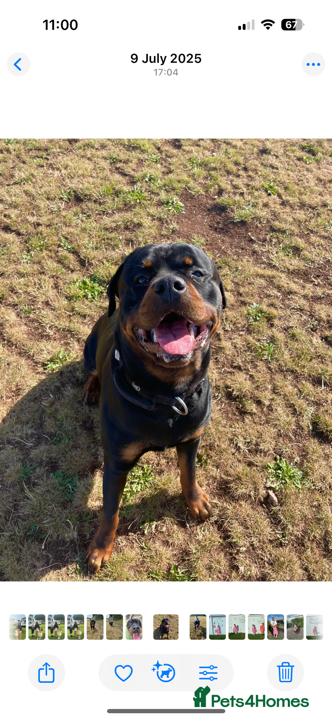 Rottweiler dogs for sale: Bear 2 year old Rottweiler  - Advert 9