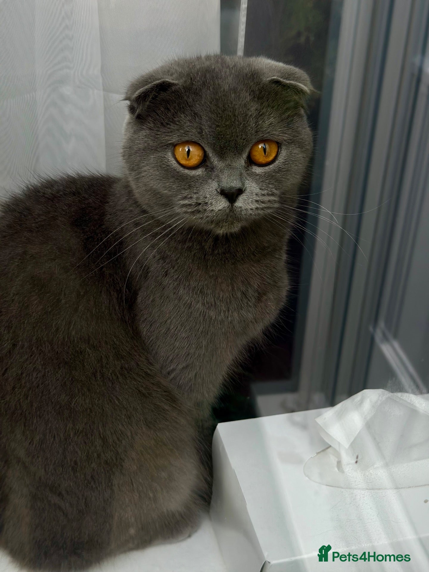 Scottish Fold cats Scotish Kitten - Advert 3
