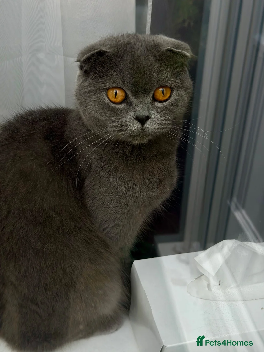 Scottish Fold cats for sale: Scotish Kitten - Advert 1