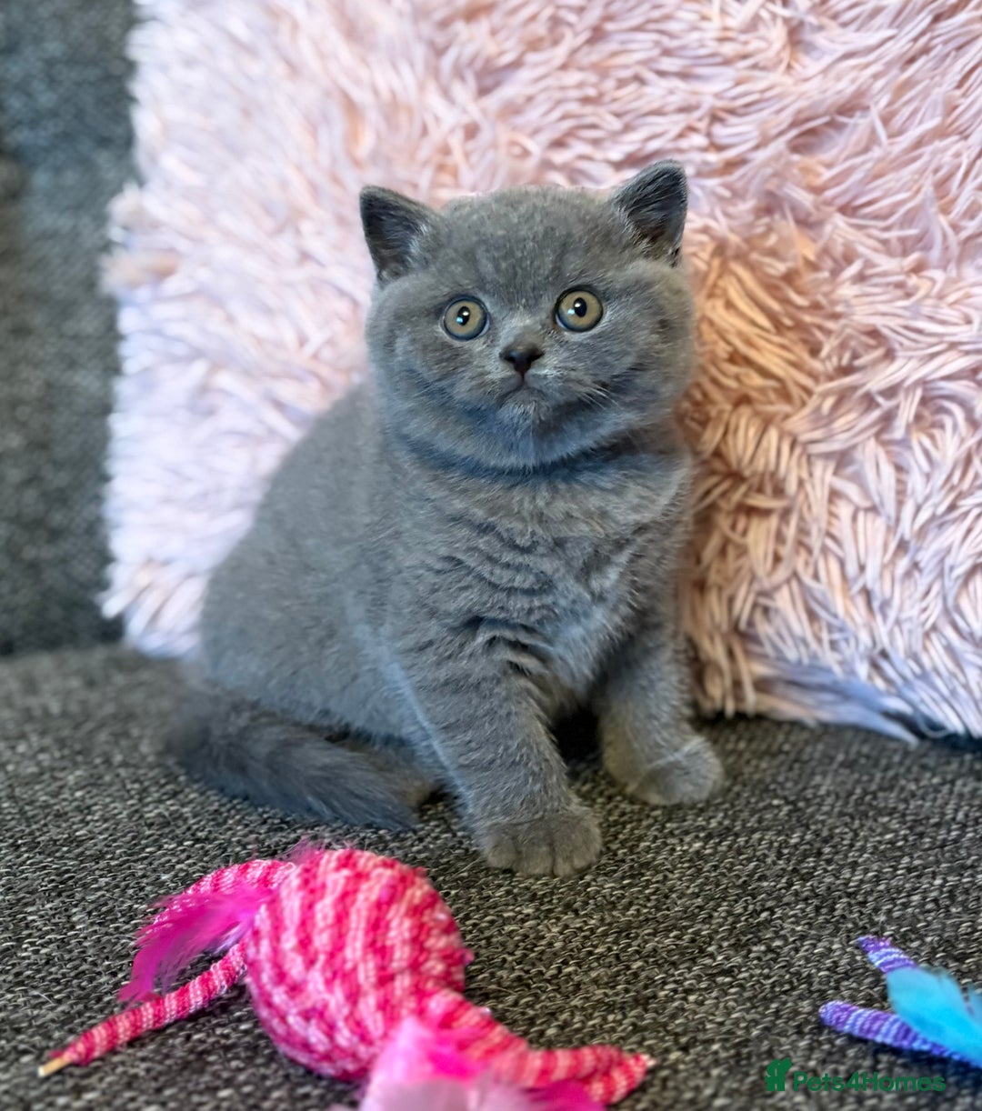 British Shorthair cats for sale: British Shorthair Male Kitten (GCCF) - Advert 20