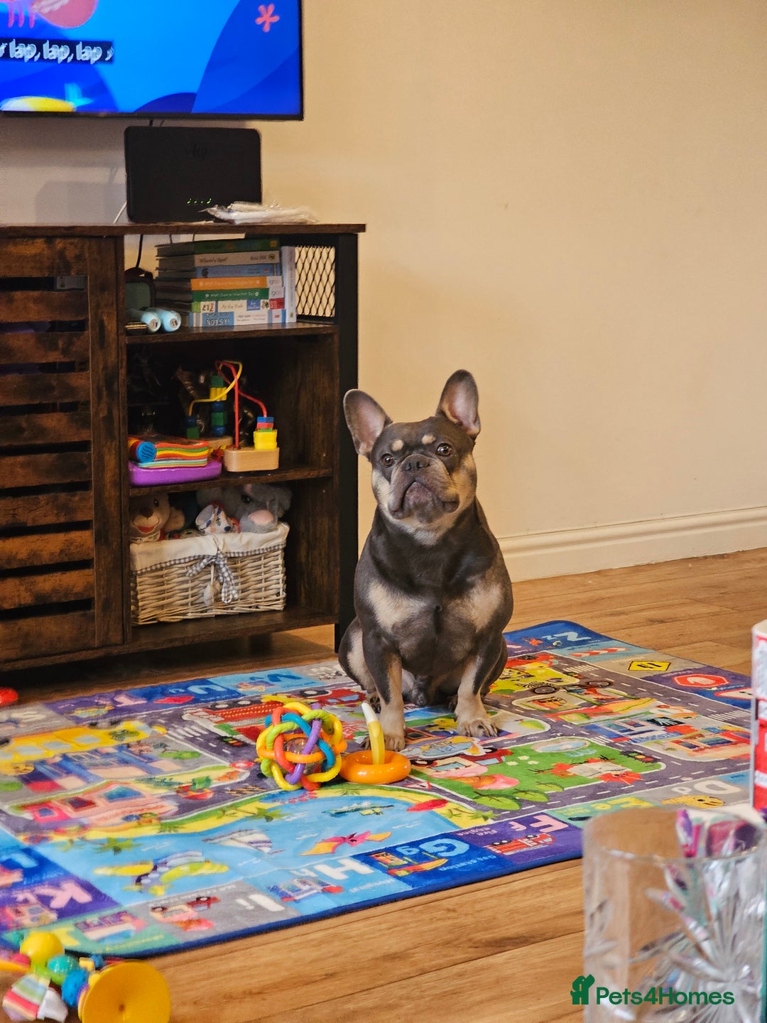 French Bulldog dogs for stud: Blue& Tan 3 year old male French bulldog  - Advert 2