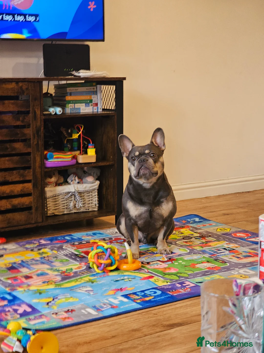 French Bulldog dogs for stud: Blue& Tan 3 year old male French bulldog  - Advert 2