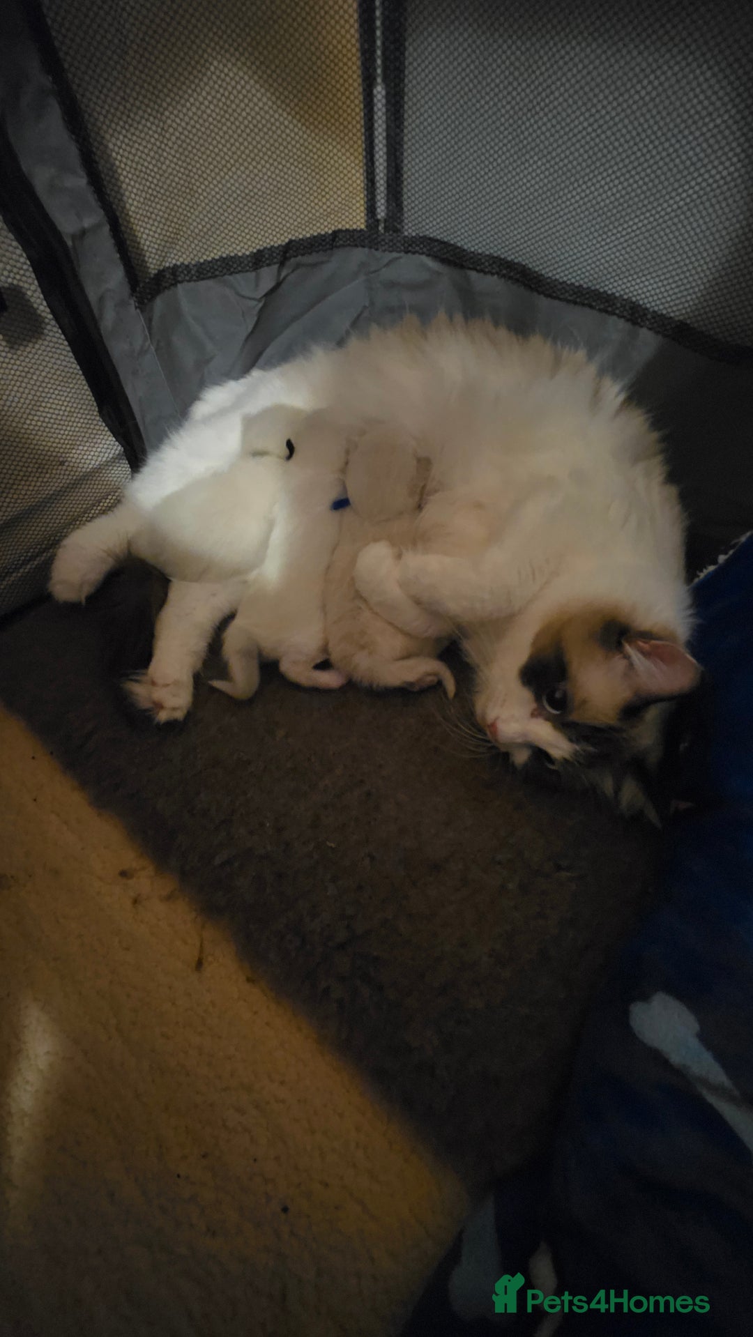 Ragdoll cats for sale: Chunky Ragdoll Kittens - Image 1