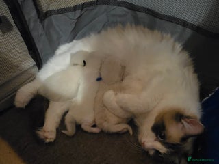 Ragdoll cats - Advert 1