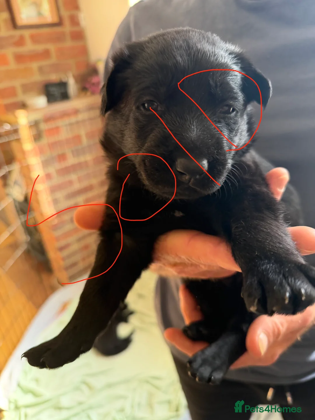 Mixed Breed dogs for sale: German shepherd x labradoodle puppies  - Advert 2