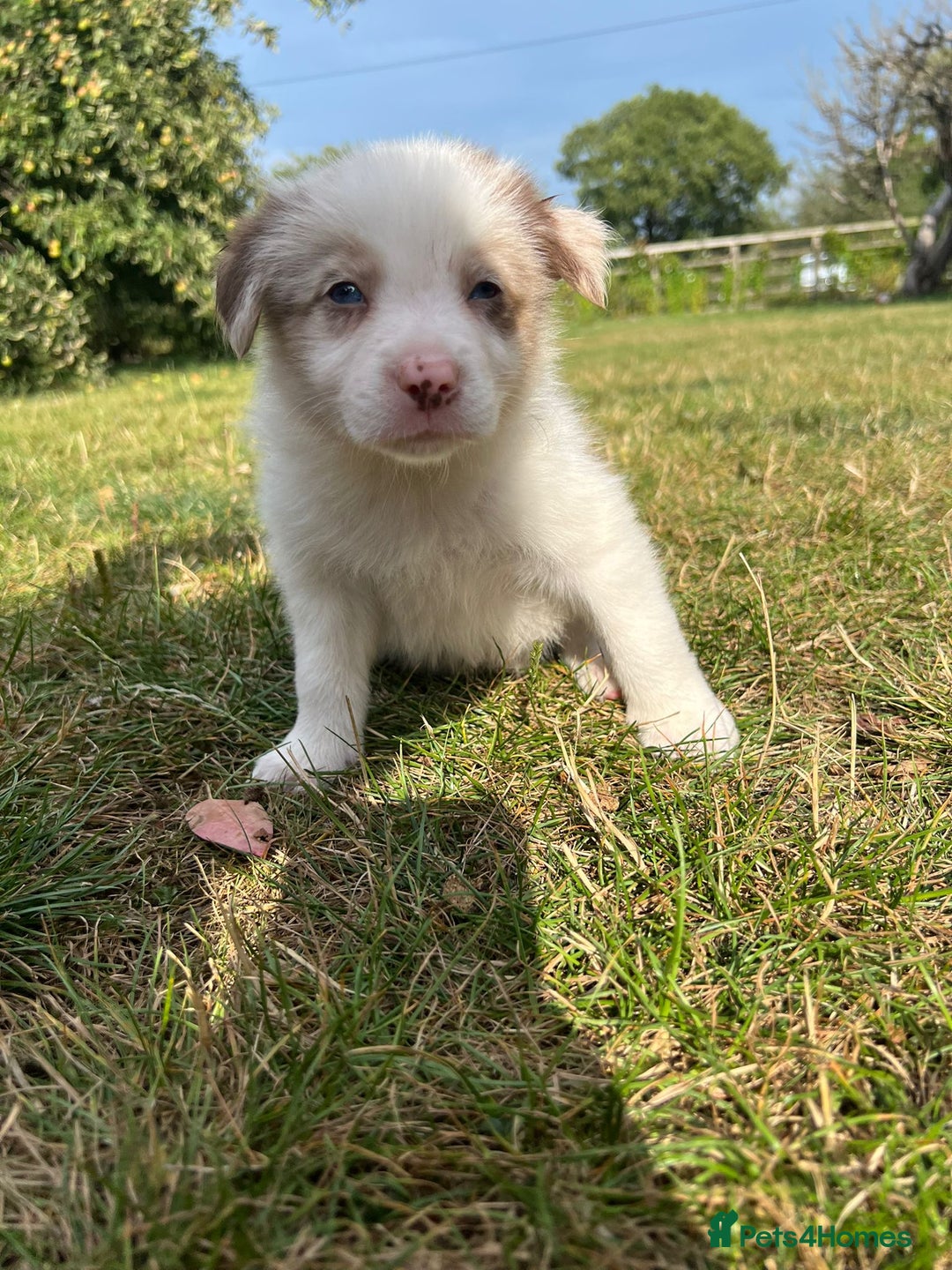 Border Collie dogs for sale: Kennel Club Border Collie Puppies For Sale - Image 21
