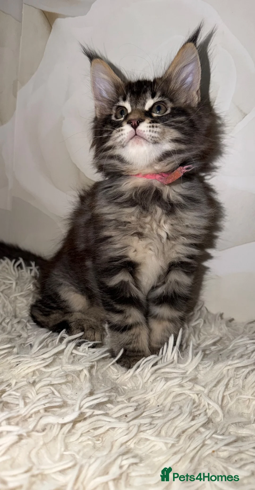Maine Coon cats for sale: 6 beautiful Maine coon kittens  - Advert 2