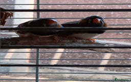 Finches birds for sale: Male zebra finches  - Image 4