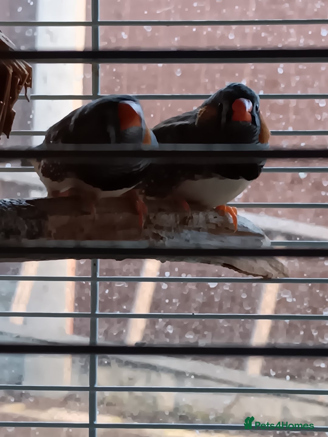 Finches birds for sale: Male zebra finches  - Image 4