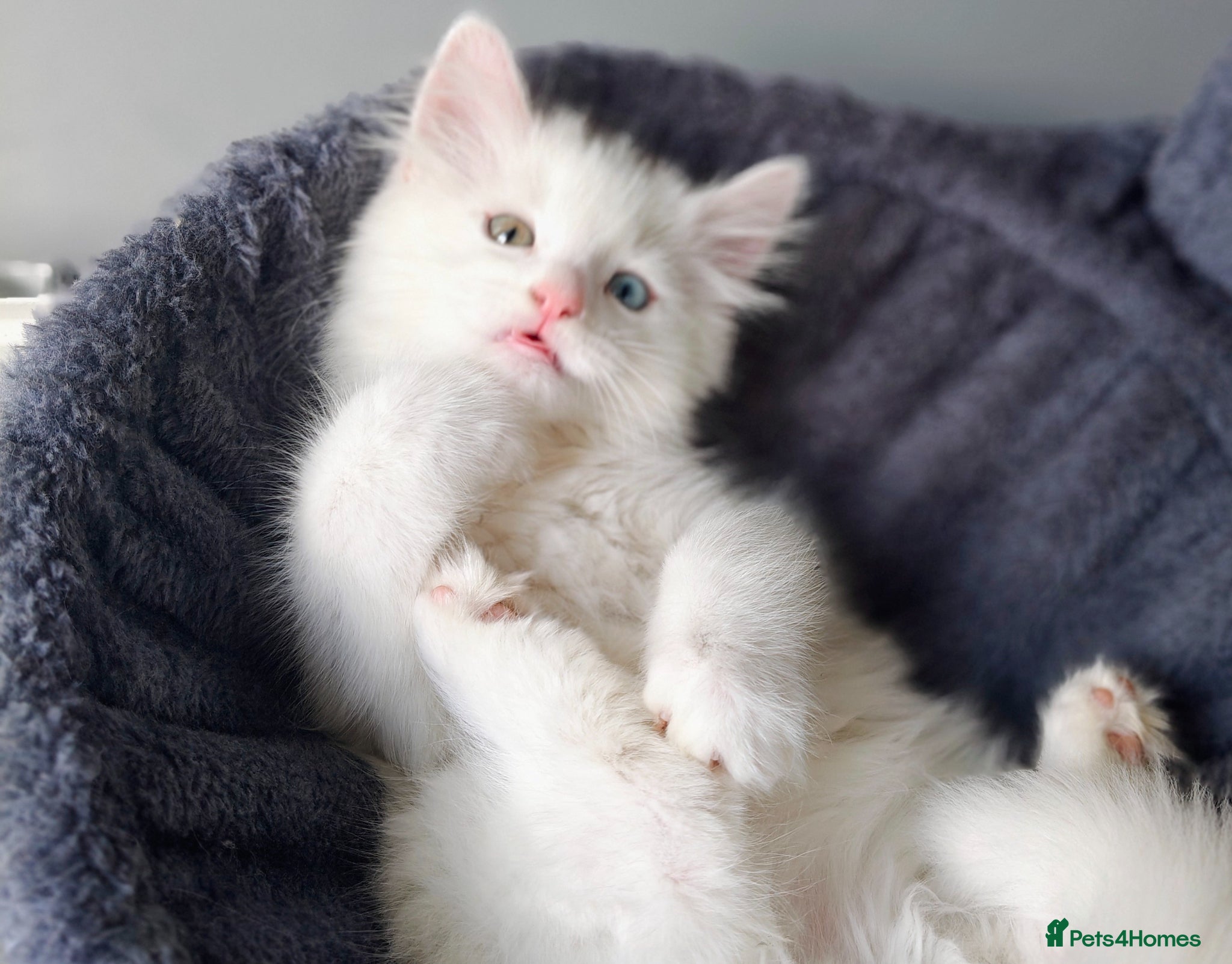 Mixed Breed cats Little cuties - Advert 2