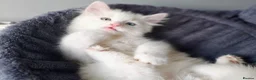 Mixed Breed cats for sale: Little cuties - Advert 23