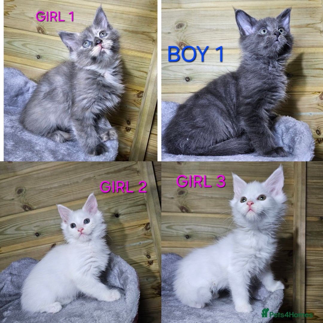 Maine Coon cats for sale: MAINE COON - Advert 1