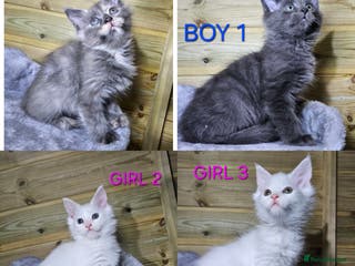 Maine Coon cats MAINE COON - Advert 5