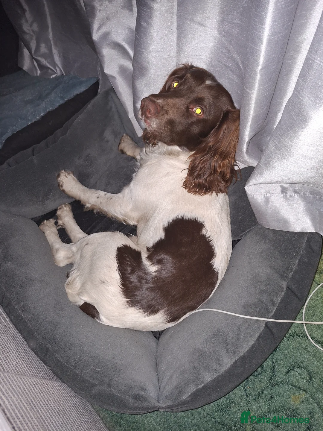 English Springer Spaniel dogs for stud: Stunning Liver/white KC registered springer stud - Advert 2