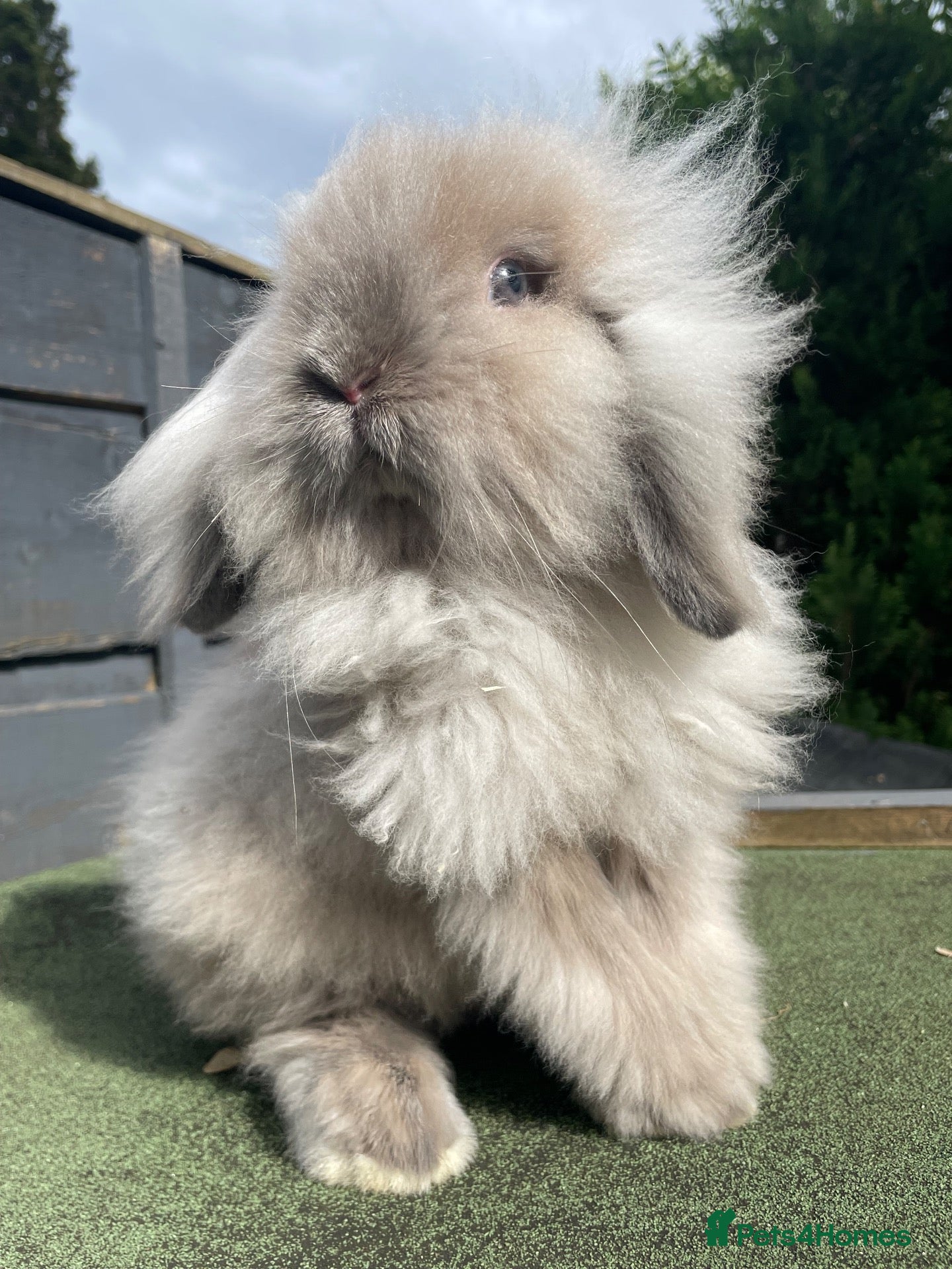 Mini Lion Lop rabbits 3 Beautiful Mini Lion Lop Boys - Advert 14