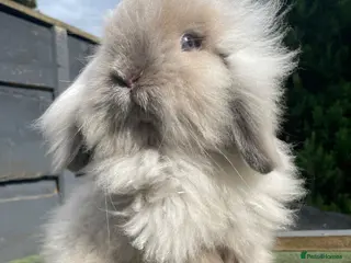 Mini Lion Lop rabbits 3 Beautiful Mini Lion Lop Boys - Advert 1