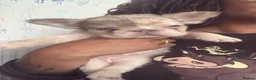 French Bulldog dogs for sale: 8 Merle Fluffy KC registered french bulldogs - Advert 12