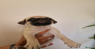 Pug dogs - Advert 6