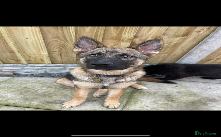 German Shepherd dogs Sad sale of our German shepherd girl  - Advert 1