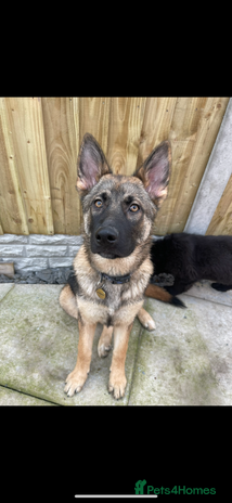 German Shepherd dogs Sad sale of our German shepherd girl - Advert 1