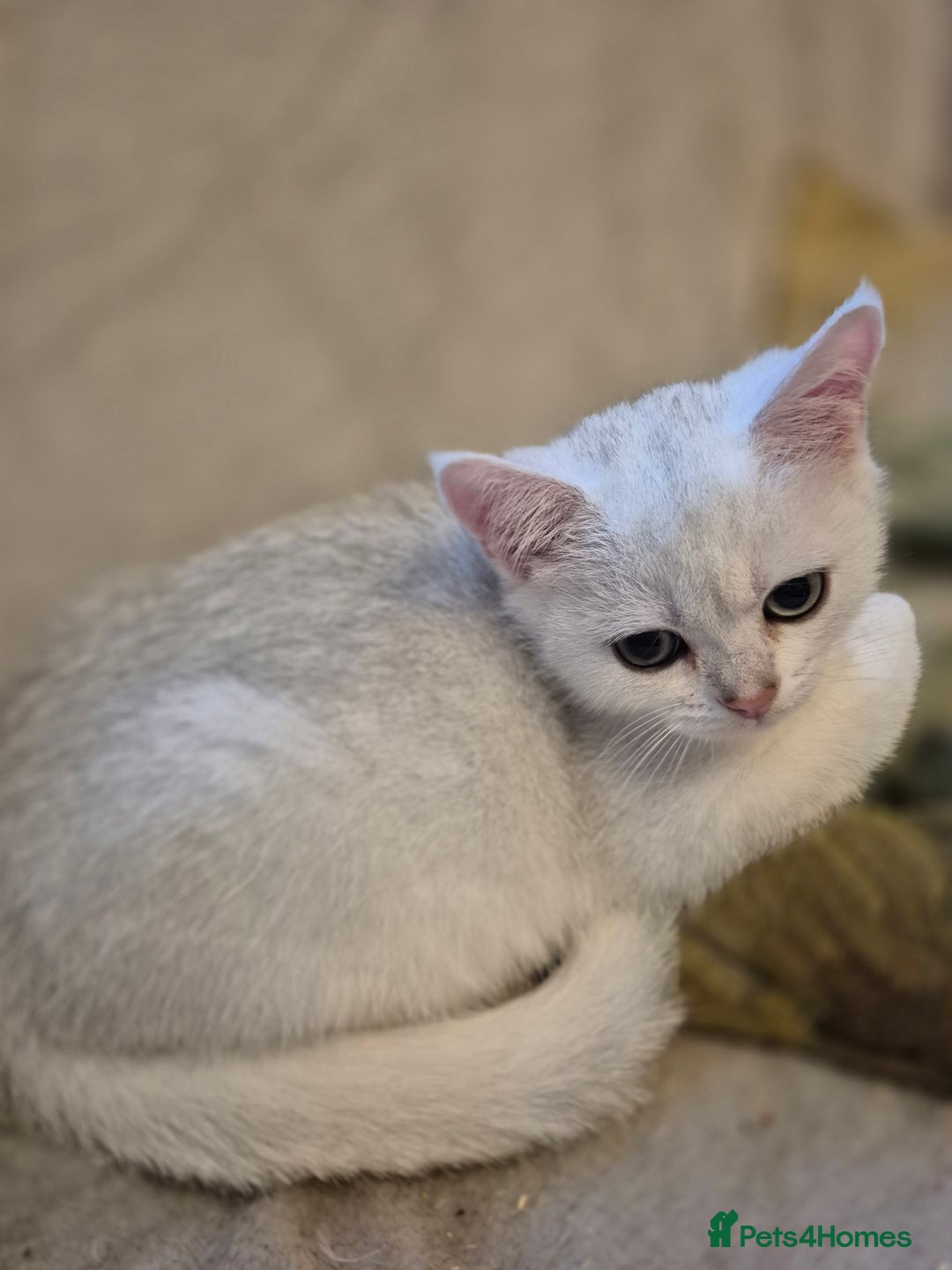 British Shorthair cats for sale: Ready now British silver shorthair Gccf registered - Image 4