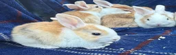 Mini Lop rabbits for sale: Mixed litter of lop x Dutch bunnies for sale - Advert 10