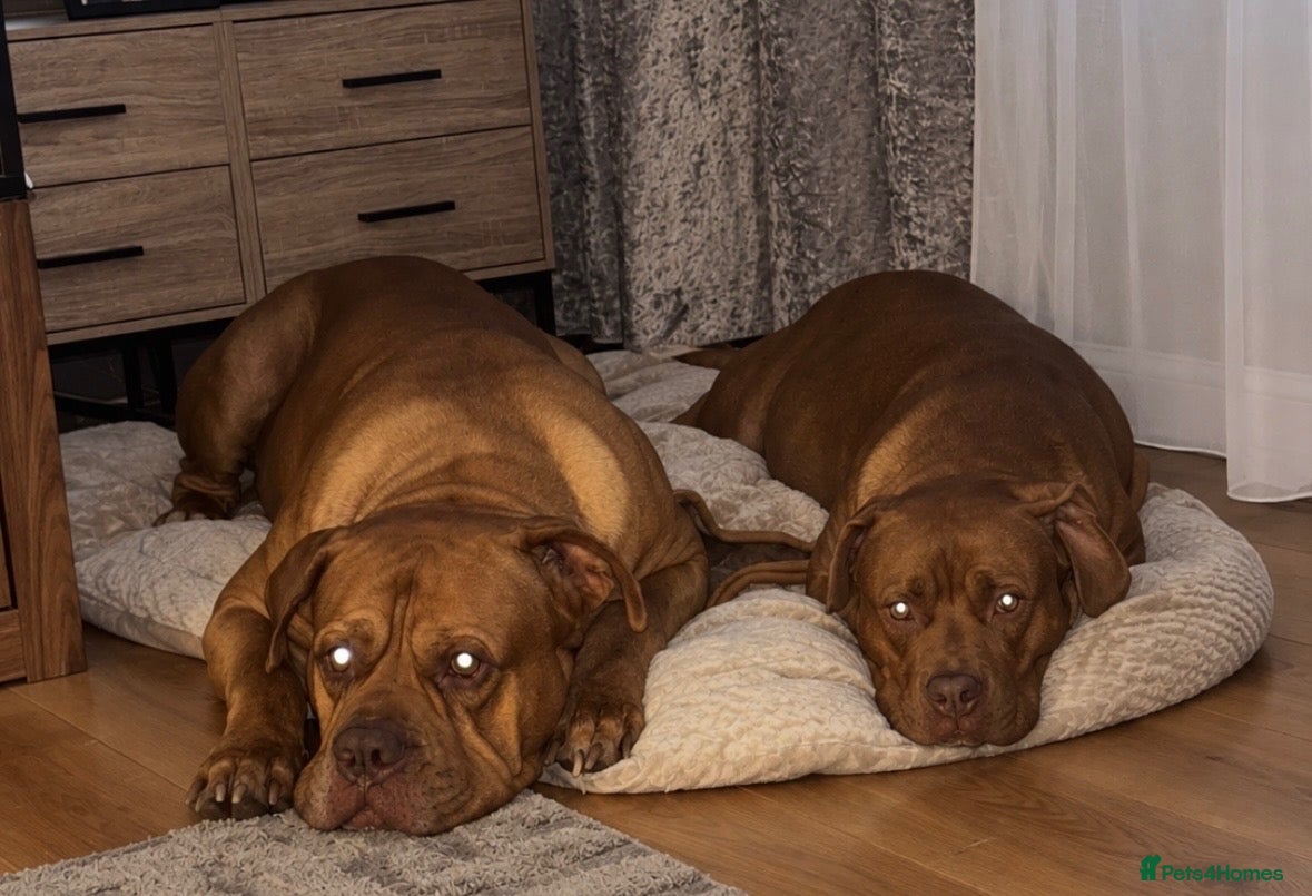 Mixed Breed dogs Dogue de Bordeaux / English mastiff  - Advert 1