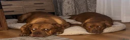 Mixed Breed dogs for sale: Dogue de Bordeaux / English mastiff  in Leeds - Advert 1