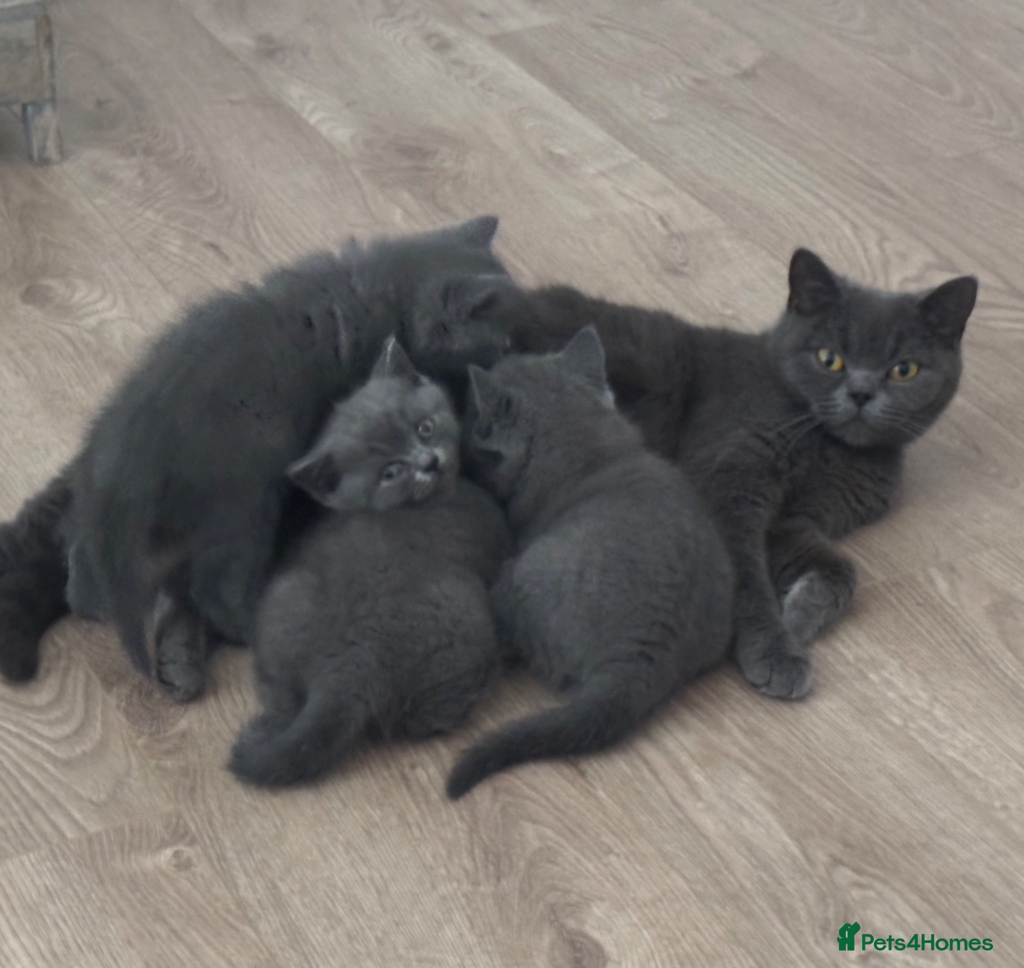 British Shorthair cats REDUCED PRICE BRITISH SHORTHAIR KITTENS - Advert 1