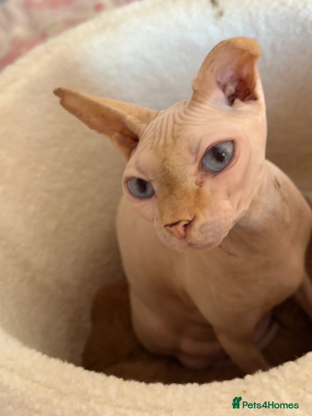 Sphynx cats for sale: Canadian sphynx kittens  - Advert 20