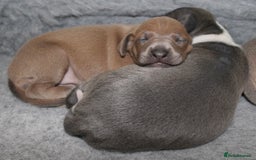 Italian Greyhound dogs for sale: Italian Greyhounds 5 Star Licensed Breeder - Image 9