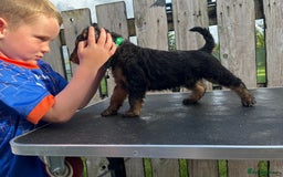 Airedale Terrier dogs for sale: Airedale Terrier Puppy 9 - Quality Airedale terrier pups - Image 9