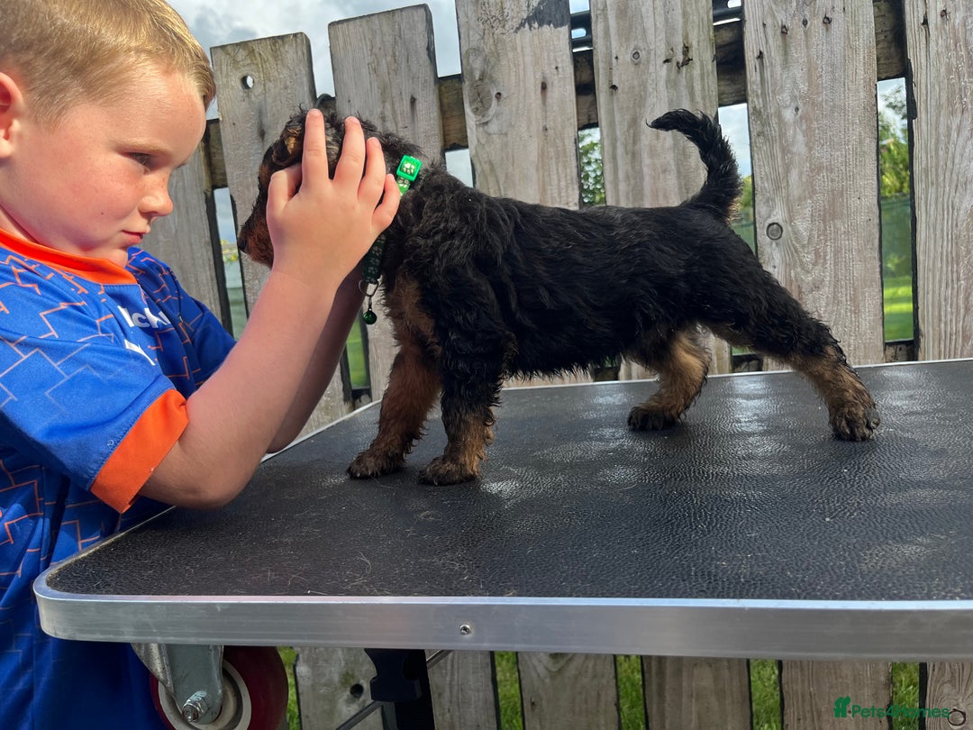 Airedale Terrier dogs for sale: Airedale Terrier Puppy 9 - Quality Airedale terrier pups - Image 9