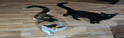 Mixed Breed cats for sale: Urgent, three lovely cats 🐈  - Advert 7