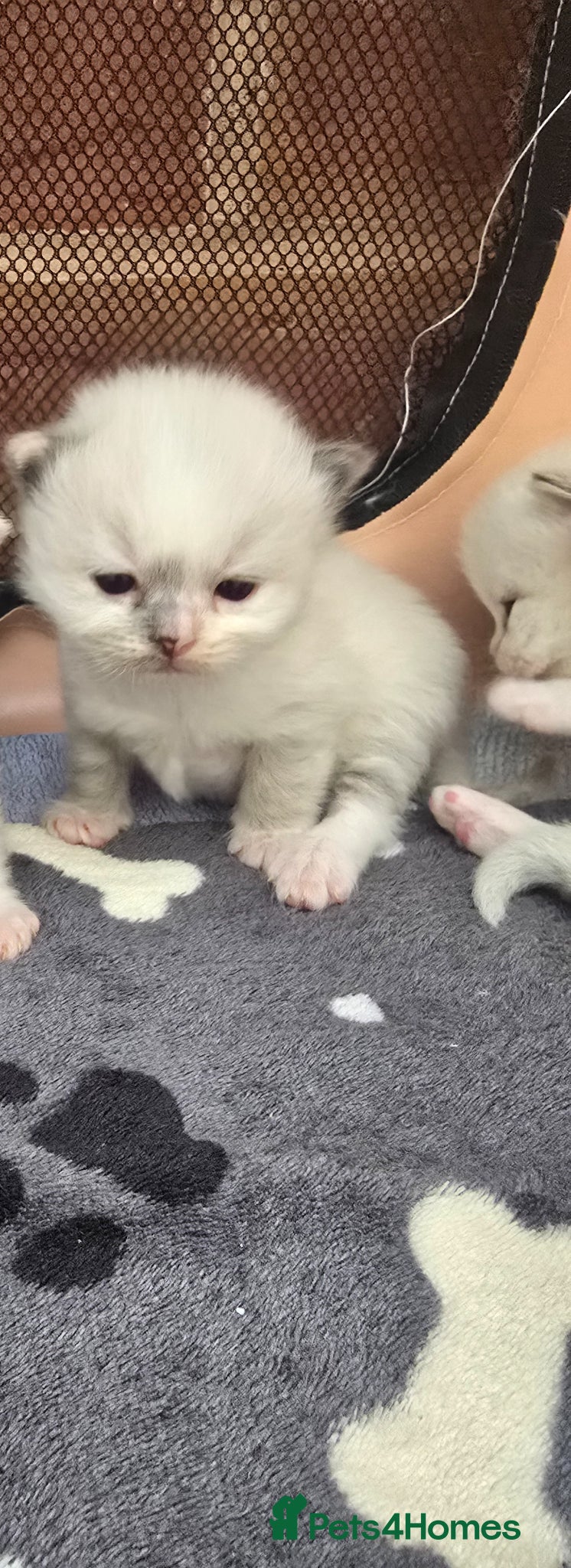 Ragdoll cats Stunning Cream & Tortie Ragdolls - Advert 18