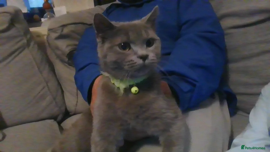 British Shorthair cats for sale: £500 kitten in Birmingham in Birmingham - Advert 2