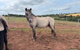 Welsh Section D horses for sale: 3 babies for sale - Image 7