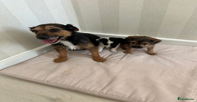Mixed Breed dogs - Advert 8