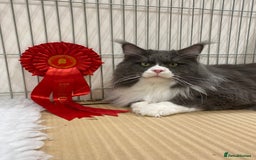 Maine Coon cats for sale: Beautiful Maine Coon Kitten - Champion Lines - Image 22