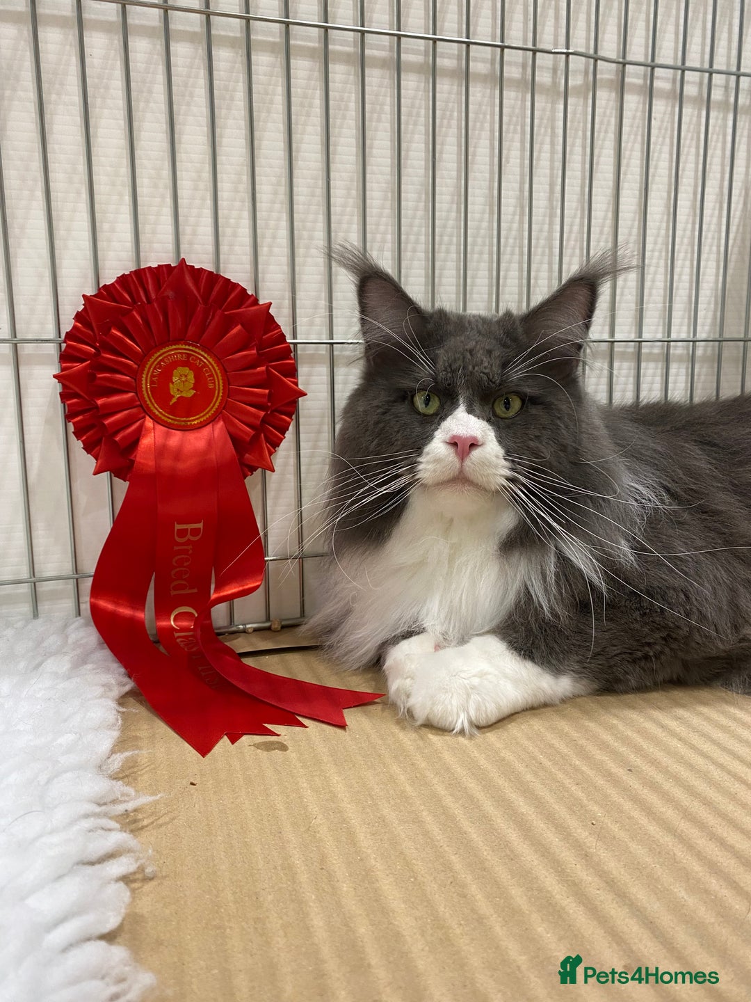 Maine Coon cats for sale: Beautiful Maine Coon Kitten - Champion Lines - Image 22