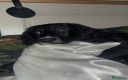 Springador dogs for sale: 🐾 Playful F1B Springador Puppy Needs A Home🐾 - Image 2
