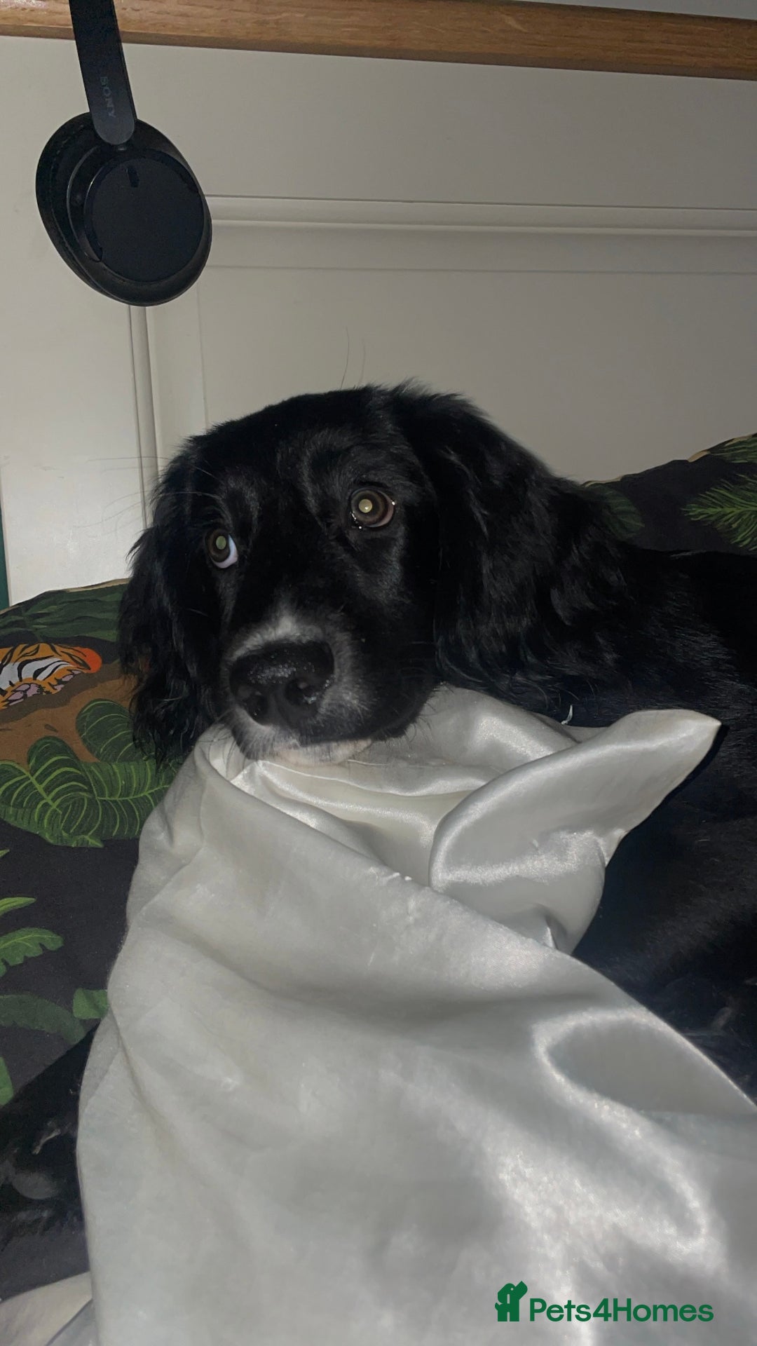 Springador dogs for sale: 🐾 Playful F1B Springador Puppy Needs A Home🐾 - Image 2