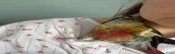 Conures birds for sale: Conure for sale  in Wokingham - Advert 4