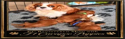 Cavapoo dogs for sale: PERFECT HEALTH TESTED F1 CAVAPOO PUPPIES - Advert 6