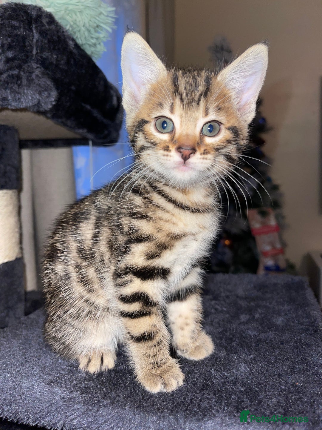 Mixed Breed cats for sale: Bengal mixed kitten  - Advert 5