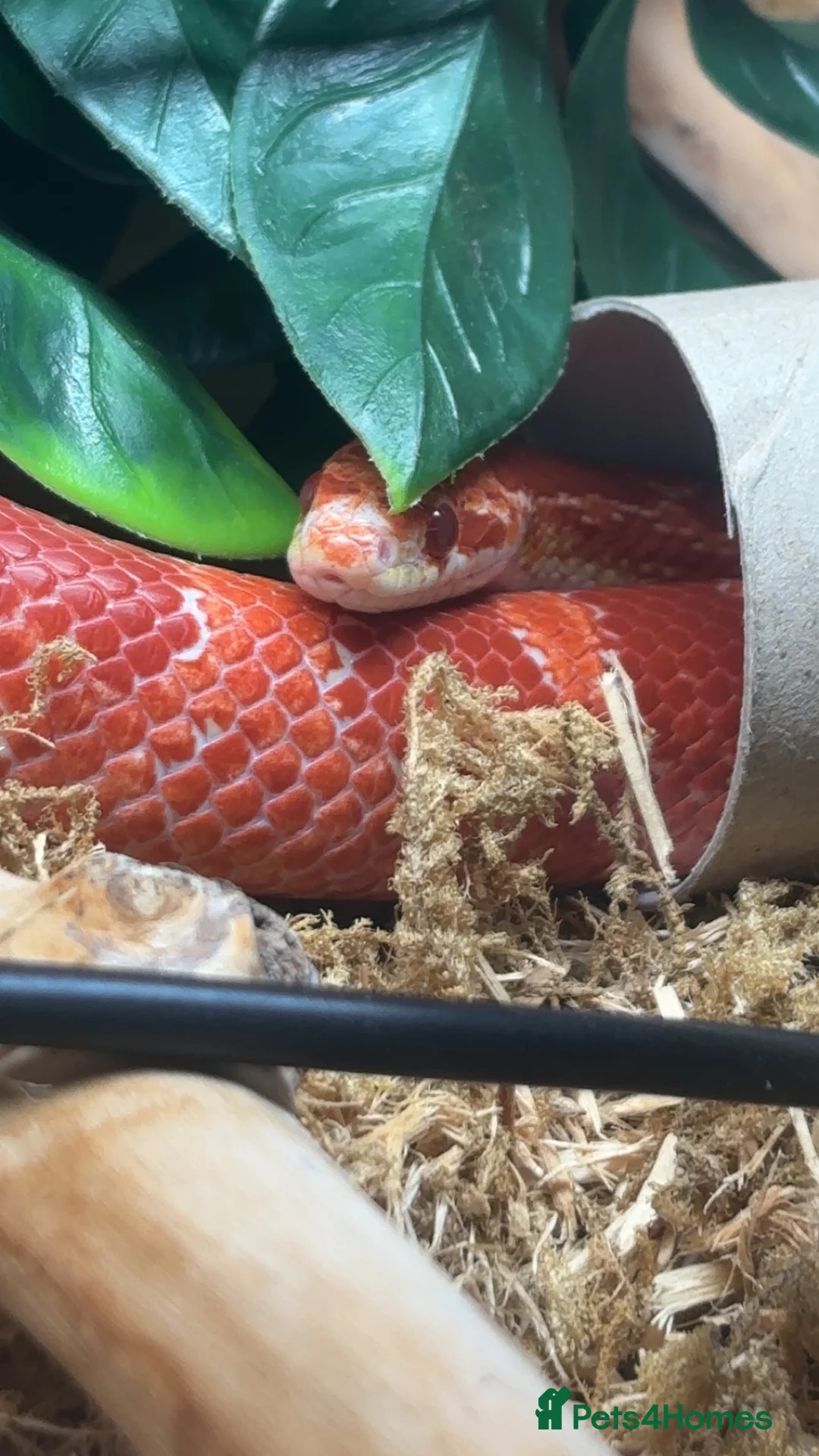 Corn Snake reptiles for sale: Male Corn snake  in Carlisle - Advert 5