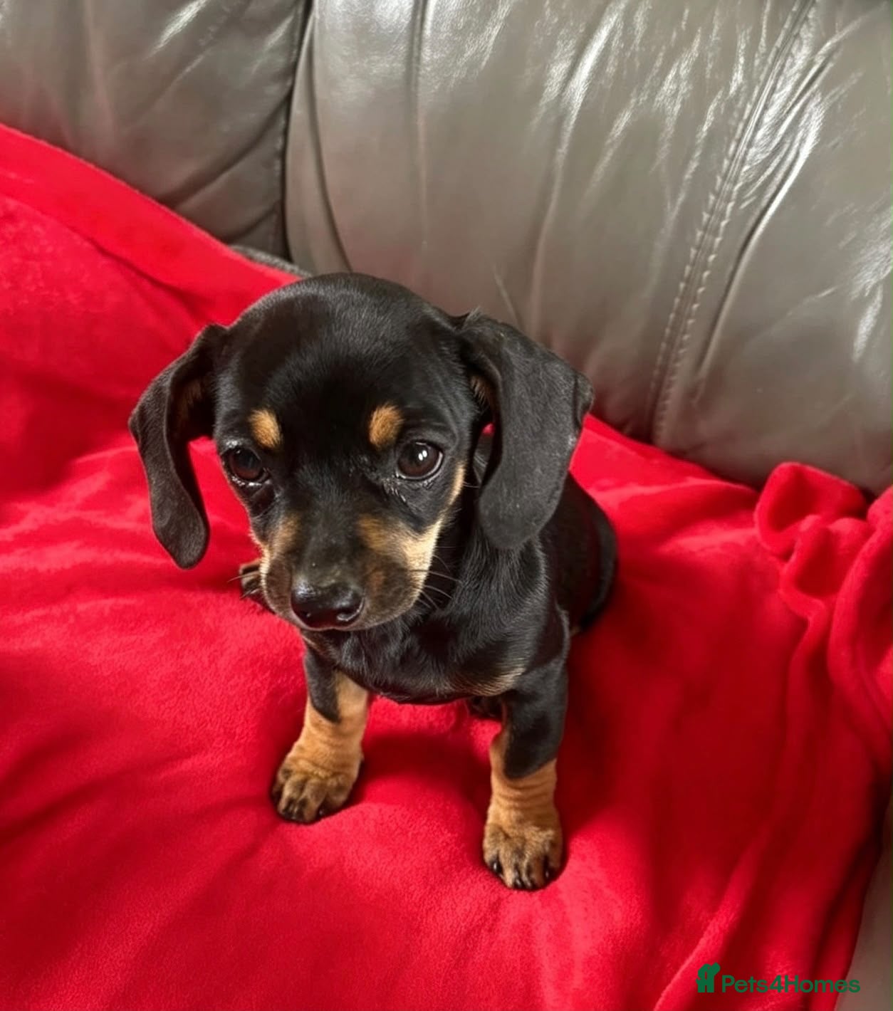 Dachshund dogs LAST TWO DASCHUND GIRLS READY - Advert 2