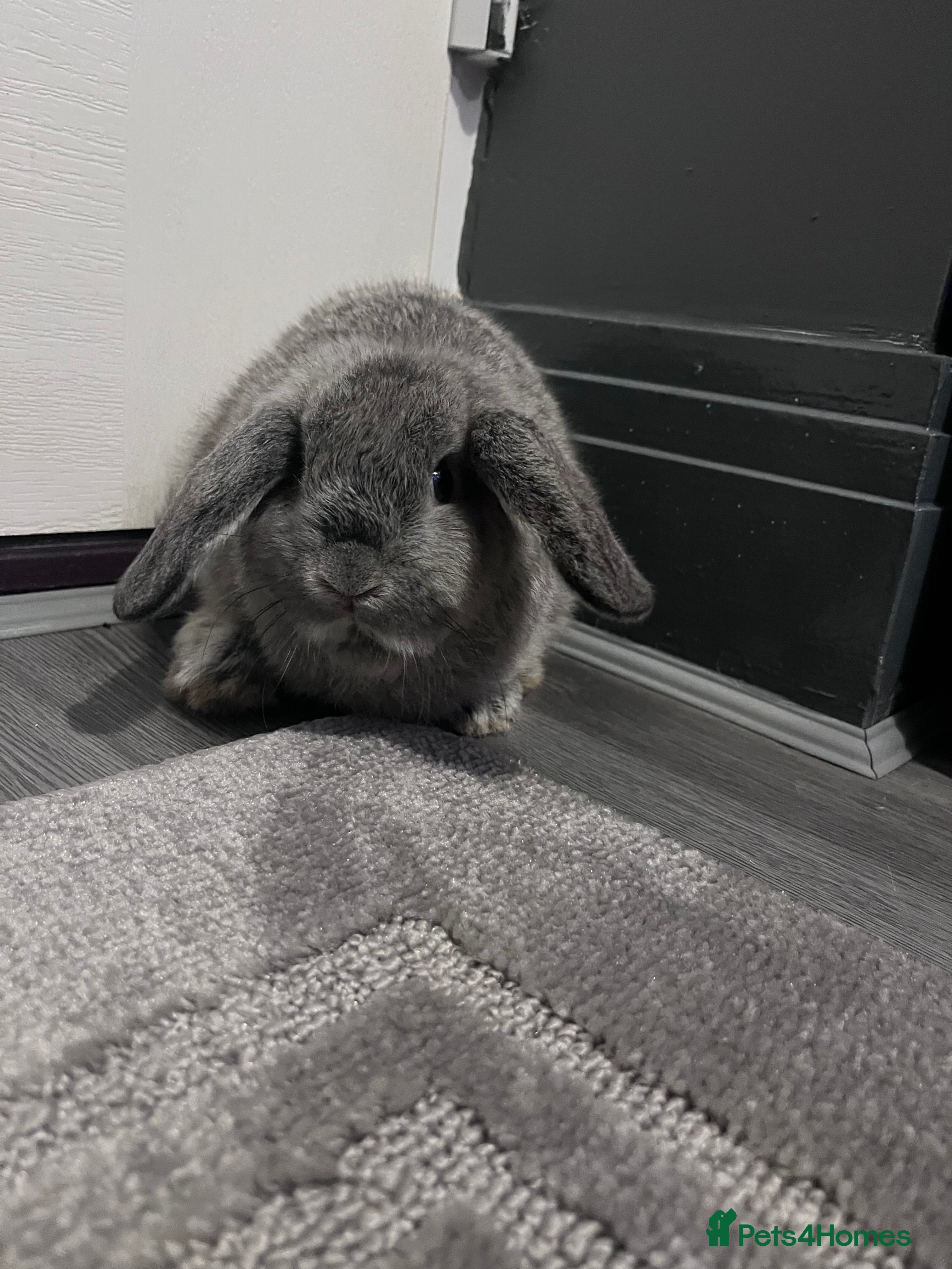 Mini Lop rabbits Mini lop babies one boy left  - Advert 10