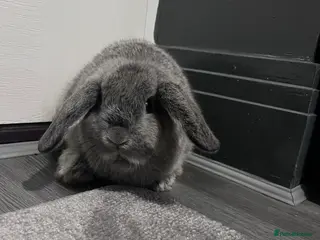 Mini Lop rabbits Mini lop babies one boy left - Advert 10