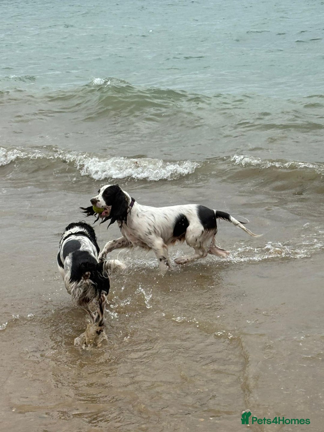 English Springer Spaniel dogs for sale: Gorgeous chunky Springer Spaniels for sale - Advert 6